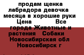 продам щенка лабрадора девочка 2 месяца в хорошие руки › Цена ­ 8 000 - Все города Животные и растения » Собаки   . Новосибирская обл.,Новосибирск г.